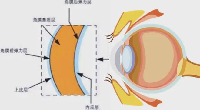 ：为啥总是反复发作难以摆脱？凯时尊龙人生干眼症“魔咒”(图2)